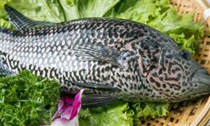 九游会J9平台：养老护理行业市场深度调研2024(图6)