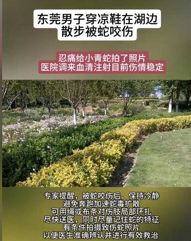 九游会J9平台：广东男子散步被毒蛇咬伤淡定拍照去医院网友：三亚女孩死真冤(图8)