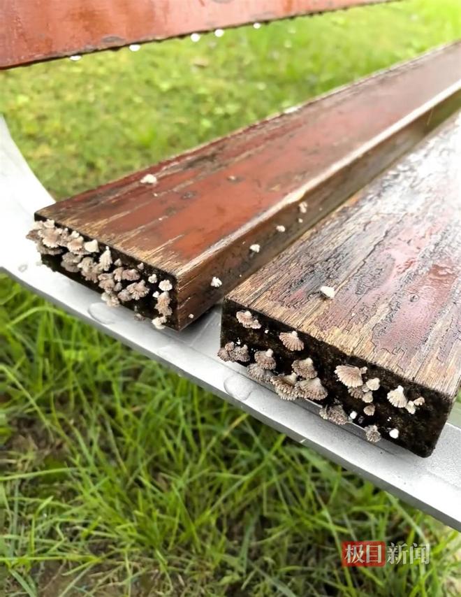 西安连续一个多月降雨遍地长蘑菇大雁塔受潮城墙布满青苔气象局解释成因(图2)