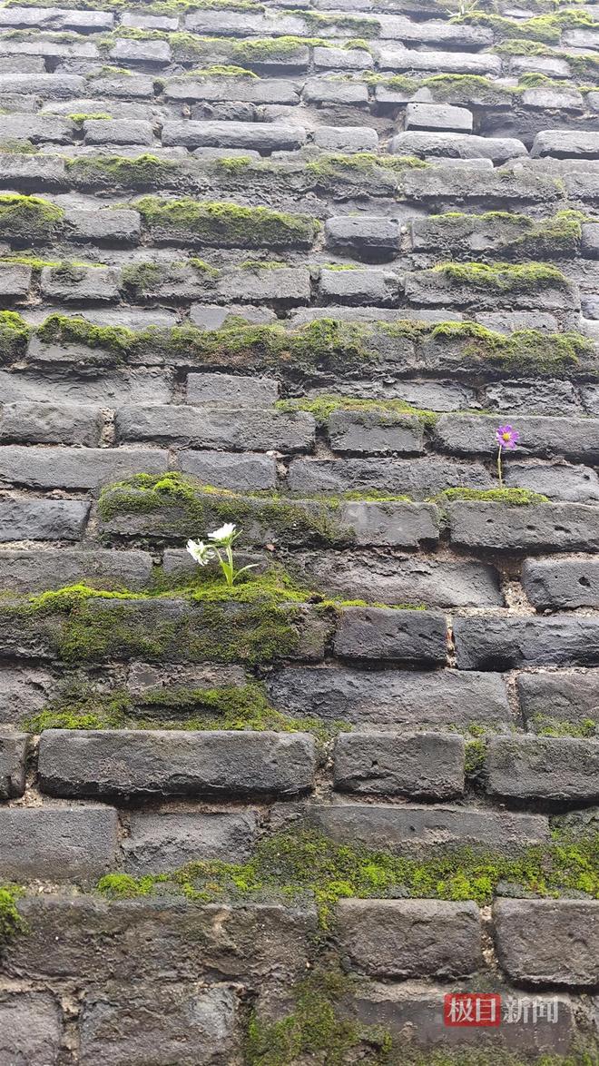 西安连续一个多月降雨遍地长蘑菇大雁塔受潮城墙布满青苔气象局解释成因(图4)