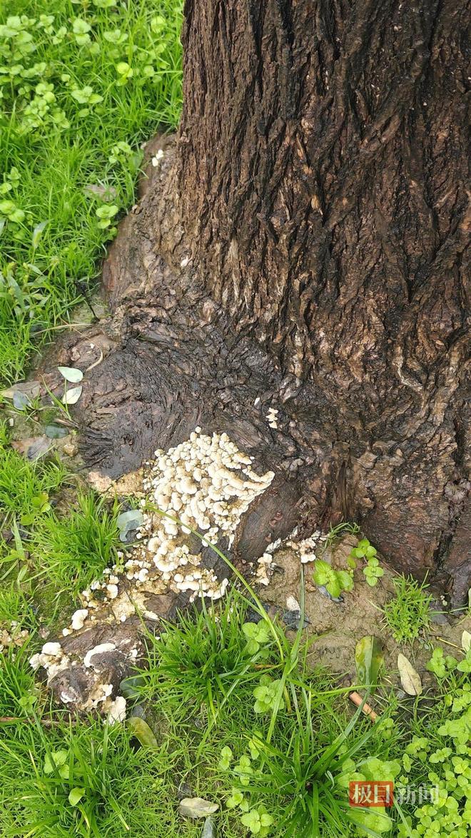 西安连续一个多月降雨遍地长蘑菇大雁塔受潮城墙布满青苔气象局解释成因(图5)